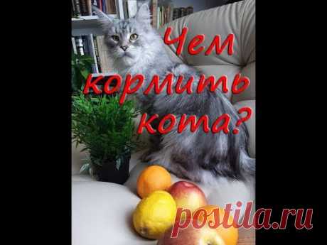 Питание породистых кошек. Мейн-куны