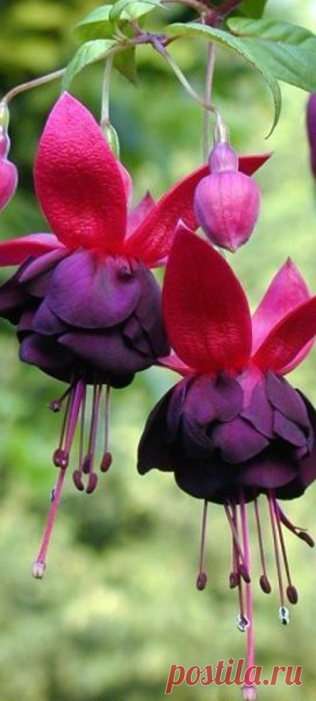 Trailing fuchsia 'New Millenium’ | Flowers are my absolute favourite