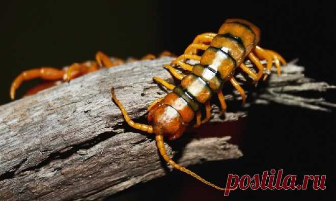 Не ешьте сырых сороконожек, если не хотите получить смертельно опасных паразитов | Здоровье