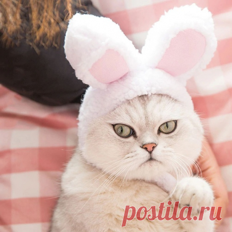 А кто у нас тут милый зайчик?
Или котик?
Заячьи ушки для вашего котика
==========================
#alishopping

https://s.click.aliexpress.com/e/9MyriCa?product_id=3..