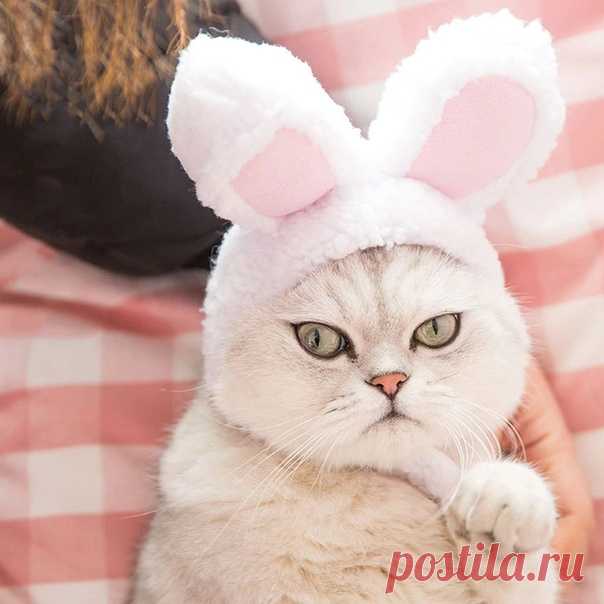А кто у нас тут милый зайчик?
Или котик?
Заячьи ушки для вашего котика
==========================
#alishopping

https://s.click.aliexpress.com/e/9MyriCa?product_id=3..