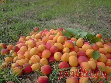 Иссык-кульский абрикос
