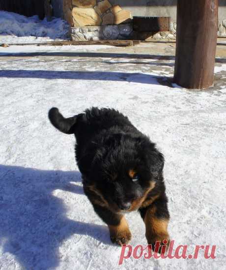 8 Марта. Осоркина щеночка &quot;Лепешка&quot;.
