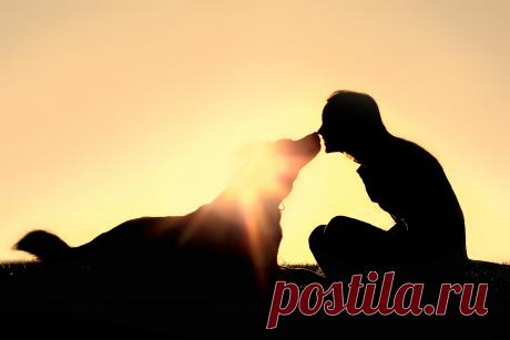 Kindred Companions LLC