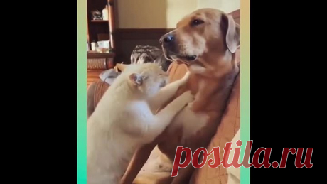 Взаимовыручка !🤣🤣🤣👍👍👍😍😍😍❤❤❤