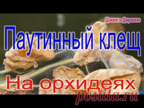 Паутинный клещ на орхидеях! Борьба  Полное поражение врага!