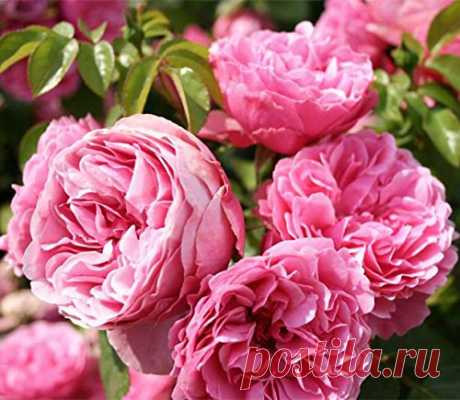 Amazon.com : 100 Pcs Climbing Colorful Rose Flowers Seeds for Garden Home Balcony Fences Yard Decoration Flowers Plants (Rosa"Leonardo da Vinci" Seeds) : Garden & Outdoor