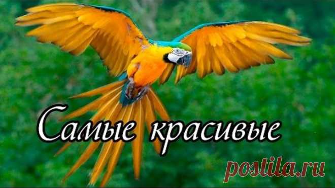 Самые красивые птицы мира