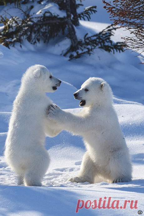 Мишка косолапый / cute bear – Google+