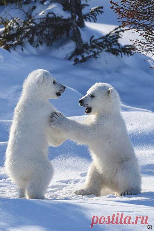 Мишка косолапый / cute bear – Google+
