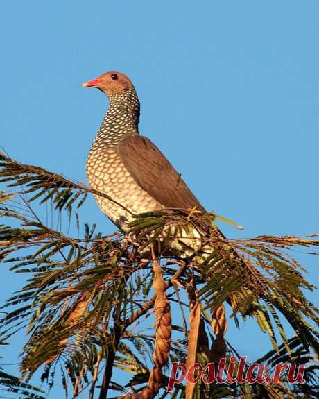 Сем. Голубиные (Columbidae)
Чешуйчатый голубь (Columba speciosa)