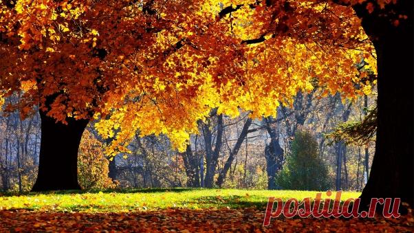 Wallpaper Autumn, Trees, Leaves, Park, Yellow, Shadow HD, Picture, Image  |  wallpaperscraft.com