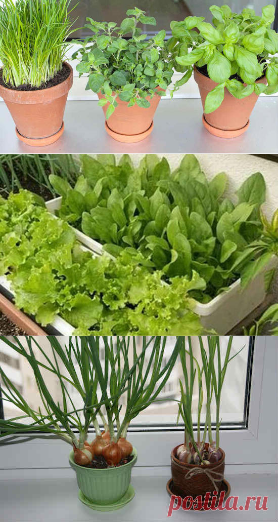 Огород на балконе и подоконнике. Рассада в теплице. Семена венериной мухоловки. Как вырастить растение зимой. Как вырастить растение зимой.