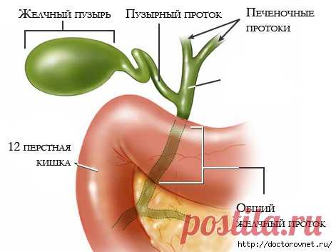 Советы тем, у кого удален желчный пузырь