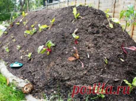 Высокоэффективная культура насыпных высоких грядок