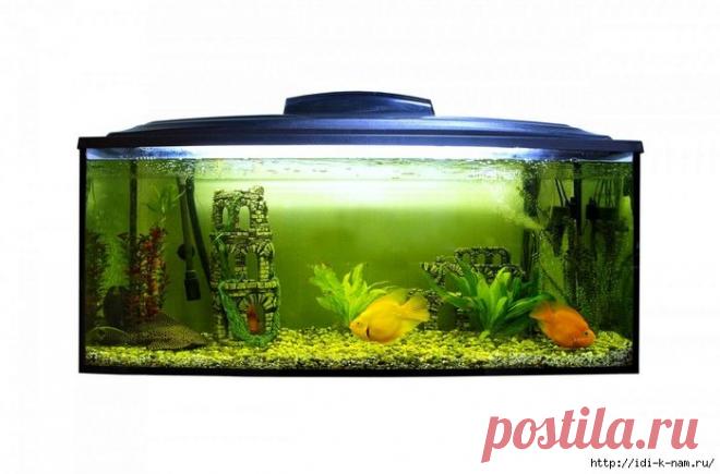 натуральные удобрения для домашних цветов