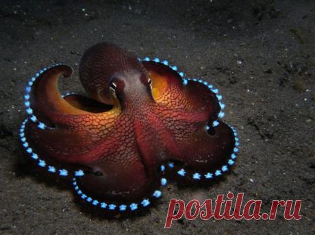 Невероятные моменты дикой природы / Питомцы