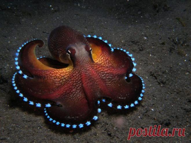 Невероятные моменты дикой природы / Питомцы