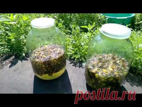 Сироп из сосновых шишек. Рецепт, способ приготовления.