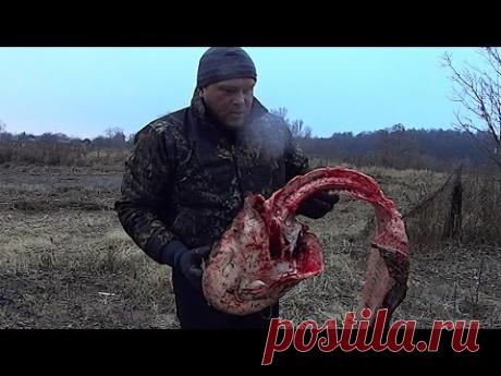 Разделываем и готовим СОМА (Burke and cook catfish)