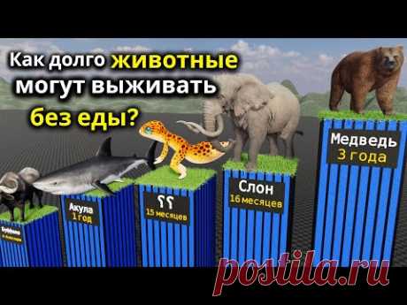 Как долго могут выживать животные без еды? — Это поражает!