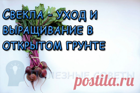 Свекла - уход и выращивание в открытом грунте