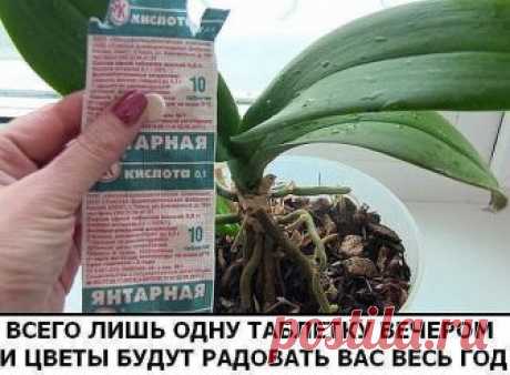 Разведите всего лишь одну таблетку вечером и цветы будут радовать вас весь год
В любой аптеке буквально за копейки продаётся средство, которое превратит ваш сад в мечту! Называется оно янтарная кислота. Янтарную кислоту принимают внутрь как лекарственное средство, используют в промышленности, но самые замечательные результаты она показывает в качестве удобрения.