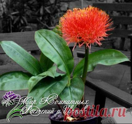 Новости.Гемантус.