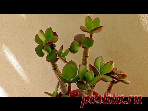 Как Правильно Сформировать Крону и Ствол Денежного Дерева. Толстый ствол Толстянки.