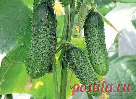 (40) Одноклассники