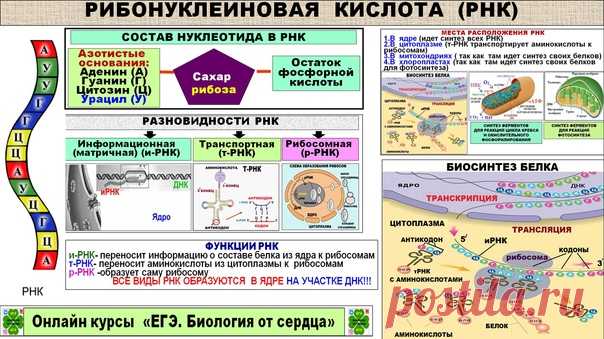 ВСЯ ИНФОРМАЦИЯ ПРО РНК В ОДНОМ РИСУНКЕ.
ПОДЕЛИТЕСЬ И ДРУЗЬЯ БУДУТ РАДЫ
