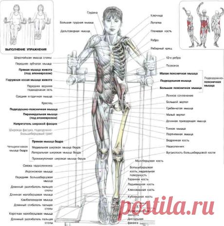 ПРЕСС. Подъемы коленей в упоре. Это упражнение разрабатывает мышцы - сгибатели бедер, в первую очередь подвздошно-поясничные, а также косые и прямые мышцы живота (особенно интенсивно задействованы их нижние части).