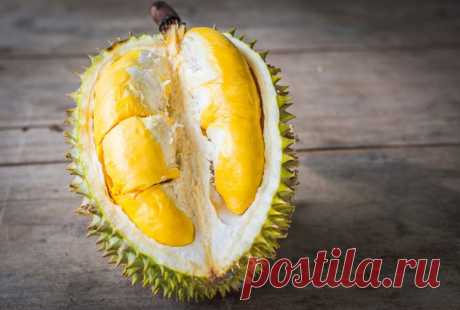 Фрукт дуриан | Экзотический фрукт дуриан Фрукт дуриан - где растет и какой на вкус. Как выбрать дуриан и как его едят. Как цветет и где растет экзотический фрукт дуриан.