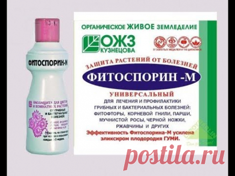 Фитоспорин-М Для растений. Как правильно использовать.