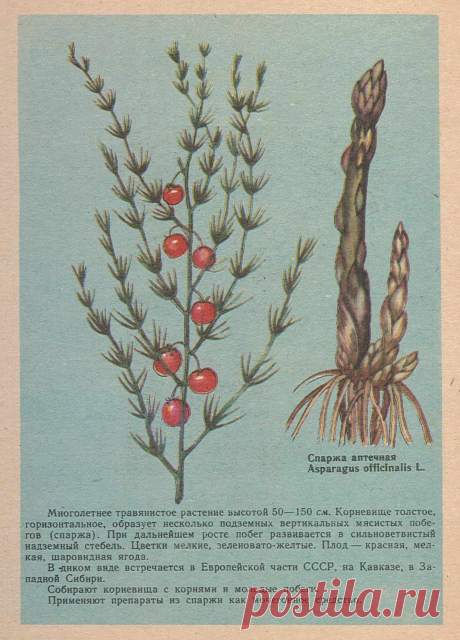 Спаржа аптечная