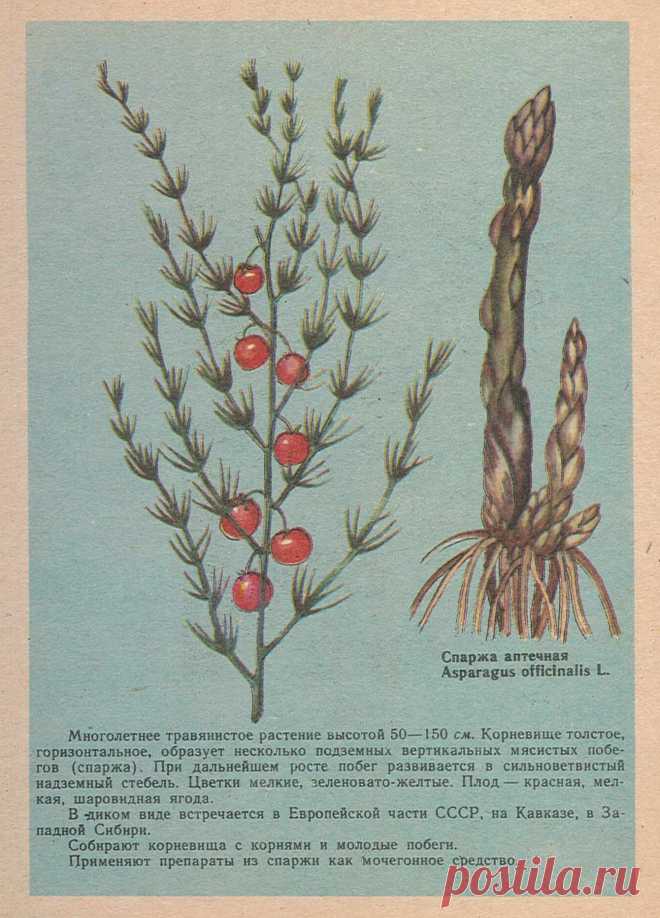 Спаржа аптечная