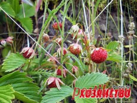 Почему земляника измельчала