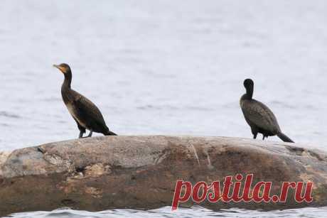 Автор: Владимир Головань

Большой баклан
Ладожское озеро