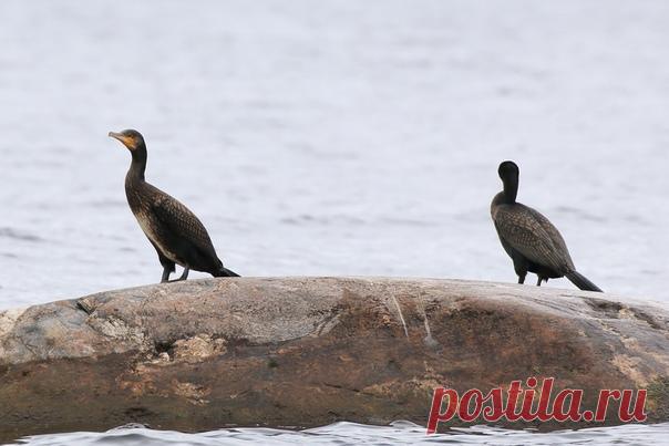 Автор: Владимир Головань

Большой баклан
Ладожское озеро