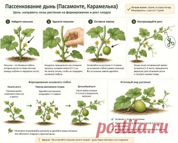 Пассенкование дынь