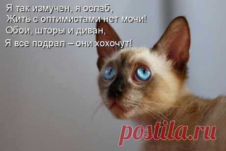 Котоматрицы. Класс!