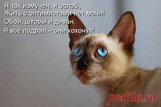 Котоматрицы.
