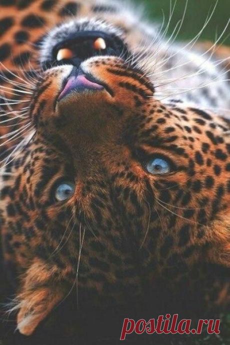 ♥ ЖИВОТНЫЕ ♥ ПРИРОДА ♥