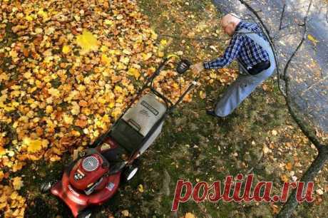 7 полезных идей что делать с опавшими листьями