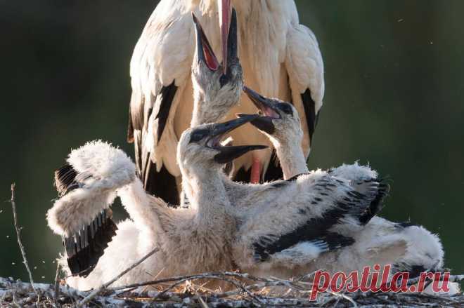 Экология: береги природу! | Животные и растения