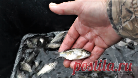 Запускаю карася в дачный пруд . Выживаемость 100% | Хозяйство Воронова | Яндекс Дзен