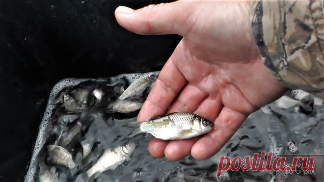 Запускаю карася в дачный пруд . Выживаемость 100% | Хозяйство Воронова | Яндекс Дзен