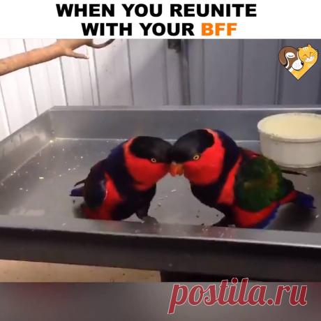 (1) Ваг Симонян