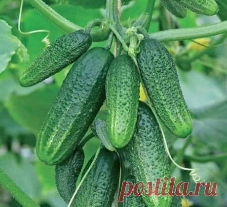 Как вырастить НЕБЫВАЛЫЙ УРОЖАЙ огурцов
____________________________
В настоящее время выведены новые гибриды огурцов, выращивая которые по ЭМ технологиям можно вырастить урожай высококачественных плодов до 30 кг с куста за сезон.
Как достичь таких урожаев?

1) Купите семена огурцов с пучковым расположением завязей. (F1 Гейзер, F1 Пучковое великолепие, F1 Сибирская гирлянда, F1 Теща, F1 Зятек, F1 Пикколо, F1 Семь гномов, F1 Лавина или другие)

2) За месяц до посадки подгото...