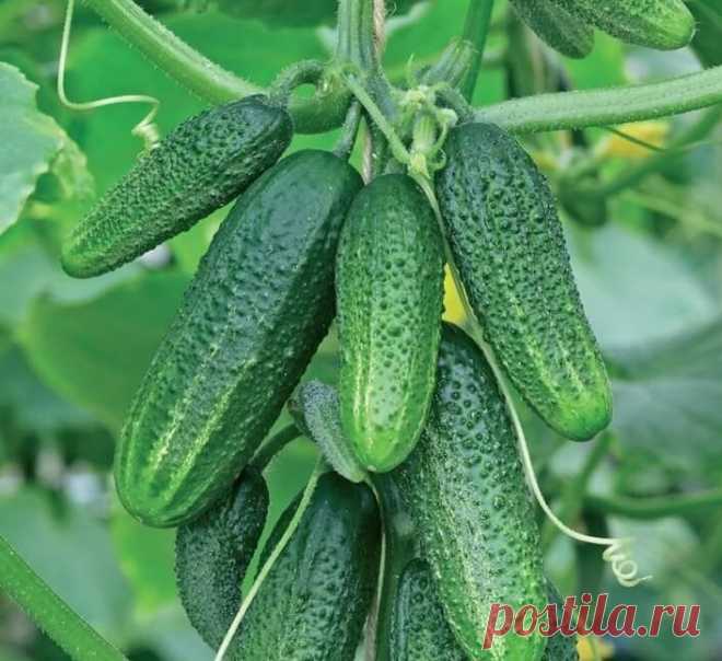 Как вырастить НЕБЫВАЛЫЙ УРОЖАЙ огурцов
____________________________
В настоящее время выведены новые гибриды огурцов, выращивая которые по ЭМ технологиям можно вырастить урожай высококачественных плодов до 30 кг с куста за сезон.
Как достичь таких урожаев?

1) Купите семена огурцов с пучковым расположением завязей. (F1 Гейзер, F1 Пучковое великолепие, F1 Сибирская гирлянда, F1 Теща, F1 Зятек, F1 Пикколо, F1 Семь гномов, F1 Лавина или другие)

2) За месяц до посадки подгото...